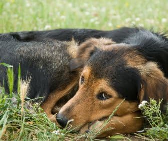 ДОДАТОЦИ За МИЛЕНИЧИЊА Апчиња За Анксиозност Кај Кучиња-Релаксант За Кучиња - Анксиозност И Ослободување Од Стрес - Поддршка За Однесување - Џвакање