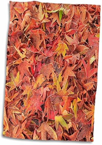 Есенска боја на 3drose, лисја од јавор, Мил Крик, држава Вашингтон, САД - крпи