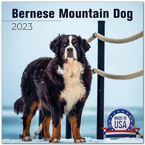 2022 2023 Бернски Планински Календар За Кучиња-Раса На Кучиња Месечен Ѕиден Календар - 12 х 24 Отворена-Дебела Хартија Без