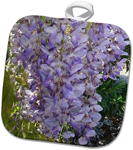 3Drose Wisteria Racemes Garden Blossom Photography - Potholders
