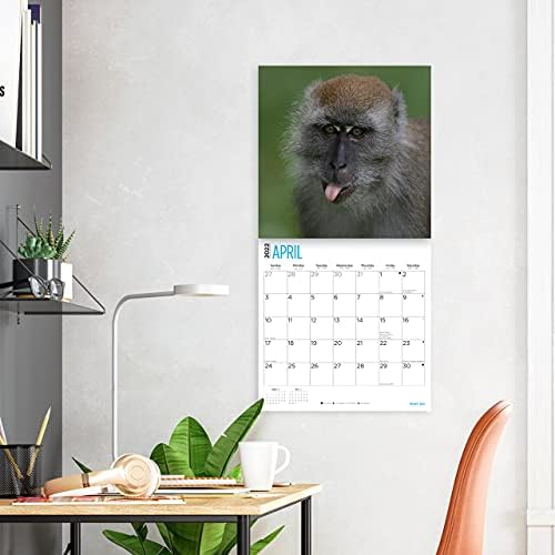 2022 Мајмуни Ѕид Календар По Светлиот Ден, 12 х 12 Инчи, Примапе Симпатична Колекција На Диви Животни