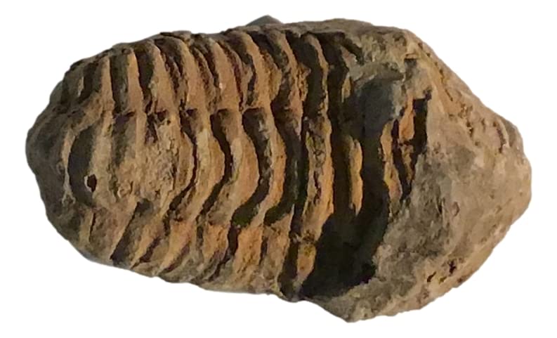 450 милиони години стар оригинален фосилен трилобит со бонус оригинален фосилен спиносаурус диносаурус заб од диносауруси карпи