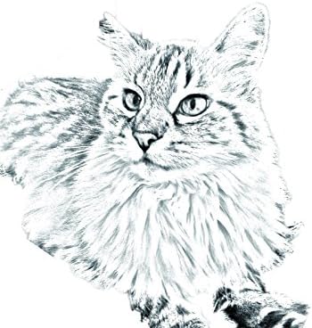 Уметност Куче Оод. Балиски Лево, Овален Надгробен Споменик Од Керамичка Плочка со Слика на мачка