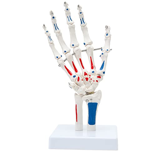 Модел на скелети со рачни скелети на Хингонс - Анатомија на коските на човечки прсти што може да се свитка десен скелет со артикулирани