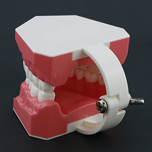 Заби за стоматолошки заби модел 1: 1 четкање за четкање на флокирање на возрасни нормално стандардно демо демонстрација за учење деца студија