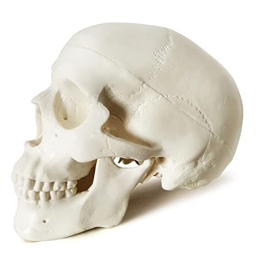Мини модел на човечки череп, 1 дел Анатомскиот череп е висок 3,5 , со отстранлив капа на черепот и подвижна вилица, вклучува целосен