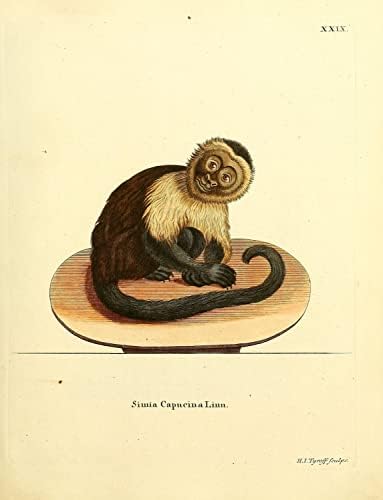 Панамански бело соочен со капучин Примат Мајмун гроздобер диви животни во училница канцеларија декор зоологија античка илустрација постер