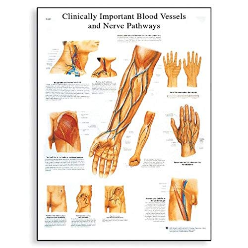 3B Научен VR2359UU Клинички важни крвни садови и нервни патеки Анатомска табела на сјајна, не-ламинирана хартија