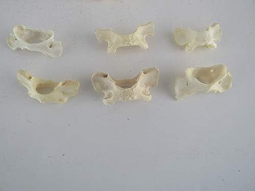 5 Raccoon 'рбетници Атлас пеперутка коска таксидермија занаетчиски заби животни коски којот