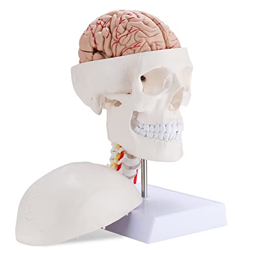 ФАРУИJИЕ Анатомски модел на мозокот со животната големина на цервикалните пршлени - Анатомија на човечки мозок модел за обука за истражување