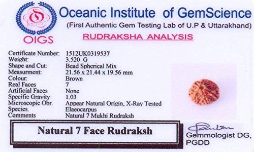 Рудрадивин 7 Се Соочи Со Природна Непалска Рудракша Оригинална Лабораторија Сертифицирана 7 Мониста мухи Рудракша/Божествена Семоќна Вистинска