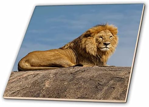 3дроза Возрасни Машки лав на копје, СЕРЕНГЕТИ нп, Танзанија, Африка-Плочки