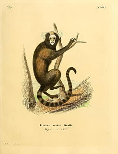 Buffy Tufted Marmoset Primate Monkey Vintage Wildlife Classroom Office Decor Decor Zoology Antique Illustricat