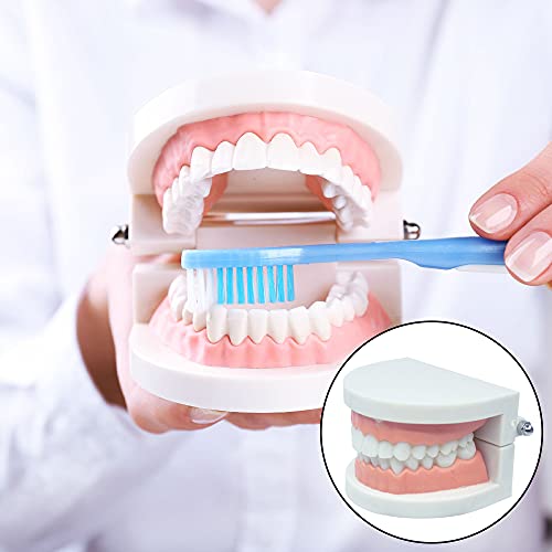 CCMTANGHONG Стандарден модел на заби