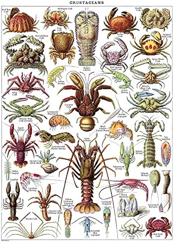 Палас учење 2 пакет - Гроздобер артроподи и ракови на постери за постери - Ентомологија и референтни графикони за идентификација на морскиот живот
