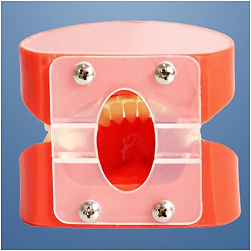 Kh66zky Стоматолошки Типодонт Стандарден Модел На Заби-Модел За Четкање Заби - Детски Стоматолошки Наставни Материјали Чист Дисплеј