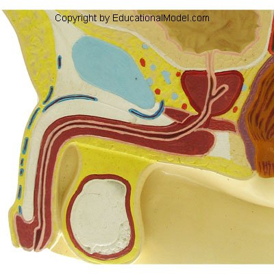 Машка Карлица 0,5 X Големина НА Живот 3D Анатомски Модел Образовна Анатомија