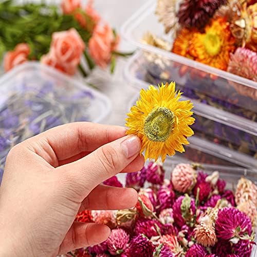 1 кутија вистинска сушена цветна смола Пополнувања УВ Експоксичен цвет за епоксидни смола за ливчиња за занаетчиски производи