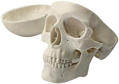 Океан-Аквариус мини човечки медицински анатомски глава на коските на коските на коските модел Образовен мини модел