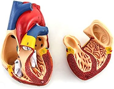 Qwork Model Human Heart, анатомски точен нумериран 2-дел со големина на живот, медицински модел со 34 анатомски структури, држени