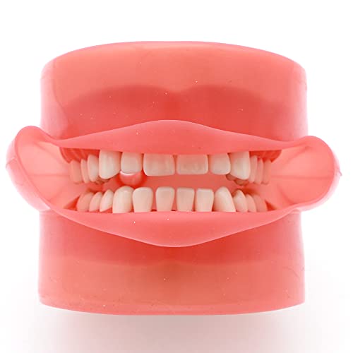 Стоматолошки стандарден модел M8012 со 32 парчиња отстранливи заби за заби со меки гингива практикуваат пополнување на типодонт со симулациски