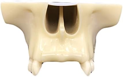 KH66ZKY заби за заби за заби модел на максиларна синусна синус за кревање имплантација модел за обука демонстрација на заби модел за образование