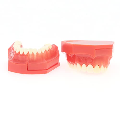 Заби на заби заби заби за заби Стоматолошки модел 7013 - Модел за развој на ерупција на забите наизменичен модел на постојан притисок на