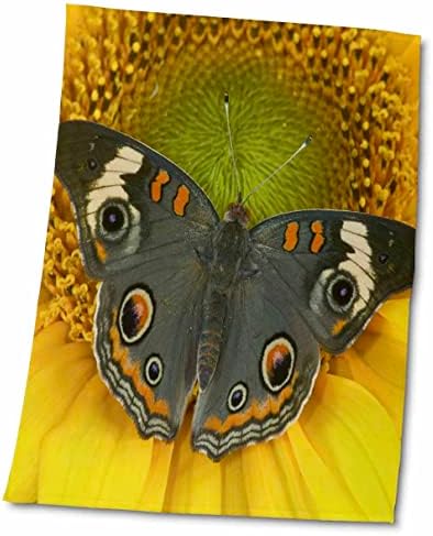 3drose Данита Делимонт - пеперутка - Бакија пеперутка 01 - крпи