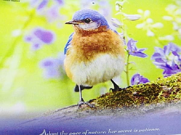 2023 Птици и цвеќиња Календар на wallидови