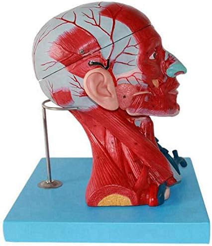 Медицински модел на крвни садови на човечки глава и вратот, модел на мозочен анатомски модел Невроваскуларна неврологија