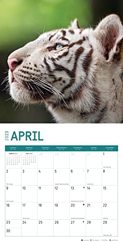 2023 Ѕид Календар На Бели Тигри По Светлиот Ден, 12х12 Инчи, Убава Фотографија За Диви Животни Во Природа