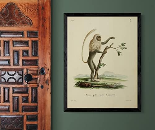Црн и бел колобус Примат Мајмун гроздобер диви животни училници канцеларија декор Зоологија античка илустрација постер за печатење - 11x14
