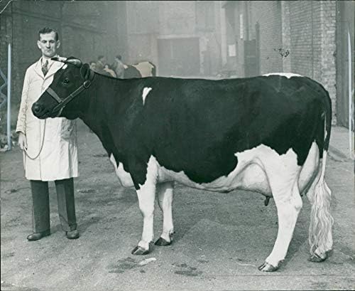 Гроздобер фотографија на животно, говеда: млечното шоу на Олимпија.