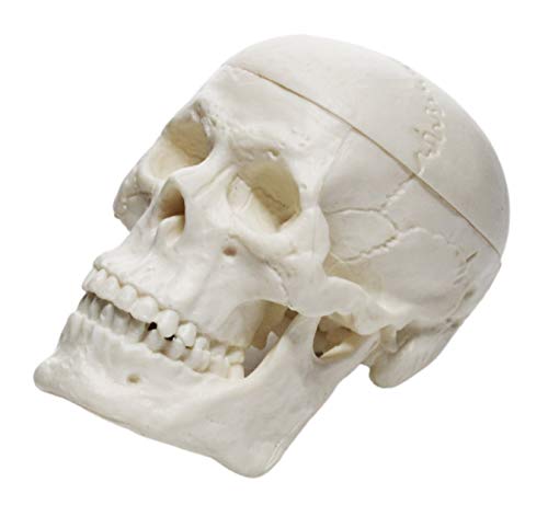 Минијатурен модел на череп за возрасни, 3 дел - Анатомска реплика на медицински квалитет - висина од 2,5 - отстранлив капа на черепот,