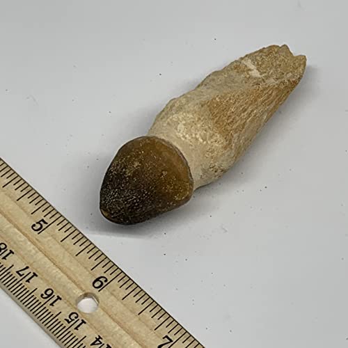 56,5g, 3,4 x1.1 x1 Фосилни глобусиден мосаурен заб од Крета од Мароко, Б23669