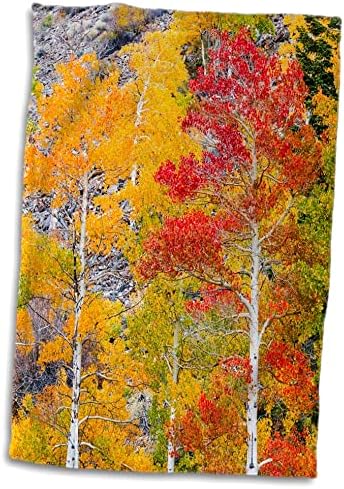 3 -та есенска боја во Лунди Кањон, Национална шума Инио, Калифорнија, САД - крпи