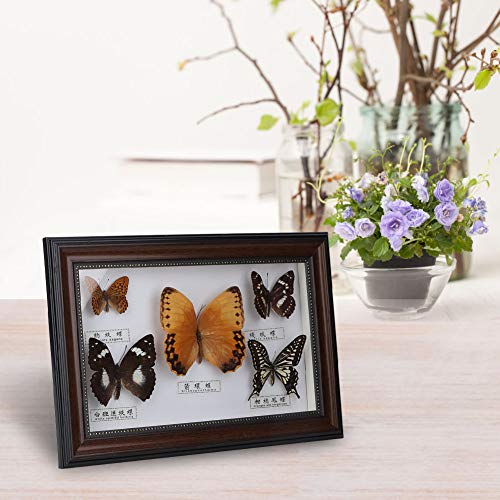 Примерок од пеперутка, таксидермија на пеперутка, монтирана во рамка за приказ на инсекти, примерок од инсекти, неверојатен декор