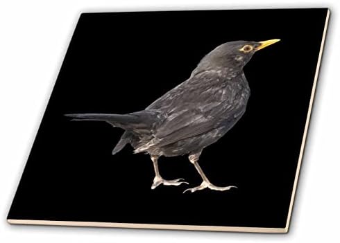 3drose Taiche - Вектор Уметност-Blackbird-Blackbird Вектор Уметност Отсечени На Црни Плочки