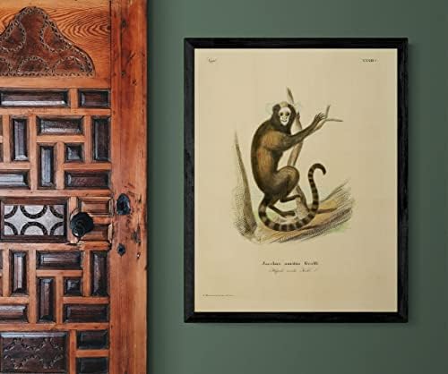 Buffy Tufted Marmoset Primate Monkey Vintage Wildlife Classroom Office Decor Decor Zoology Antique Illustricat