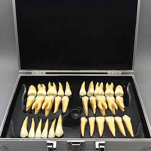 Стоматолошки две бои трајни заби Анатомски модел со 32 резба на заби тродимензионален модел за обука за орална настава за стоматологија на