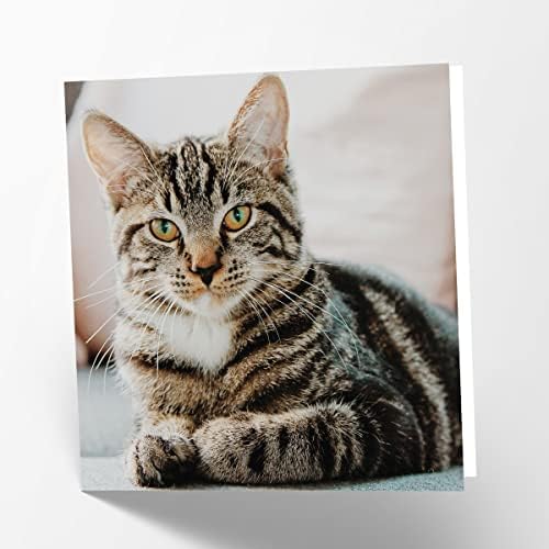 Бесна честитка на Матури со слика на мачки со мачки