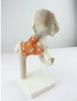 Doc.royal Human 1: 1 Природна големина Симулациска модел на зглобот Медицинска анатомија