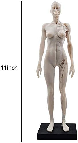 Doc.royal 11 -инчен женски човечки анатомија модел на уметничка анатомија фигура