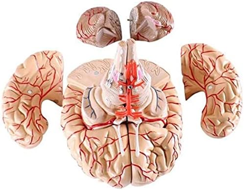 Model Model Model, Mode Model Human Brain со артерии Анатомска анатомија модел го расклопи анатомскиот режим на човечки мозоци Анатомија