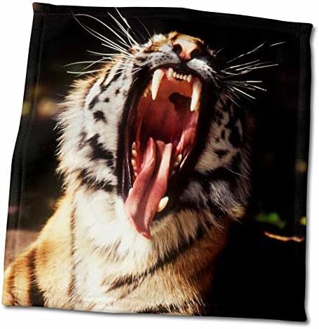 3дроуз мичиген, Детроит, Детроит Зоолошката Градина, тигар со отворени крпи