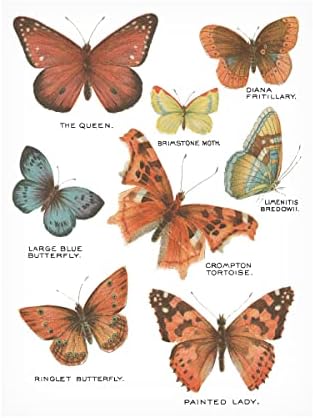 Трговска марка ликовна уметност „Ботанички пеперутки разгледница IV бела“ платно уметност од портфолио на диво јаболко 14x19