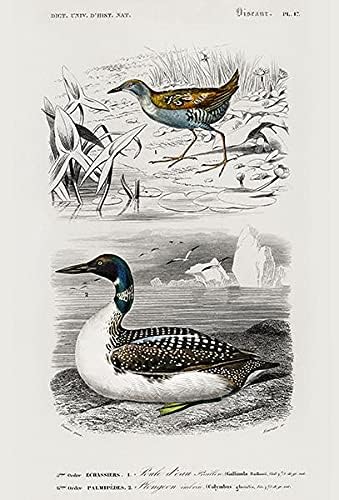 Crake & Common Loon на Бајлон - 1849 година - Магнет за илустрација на птици