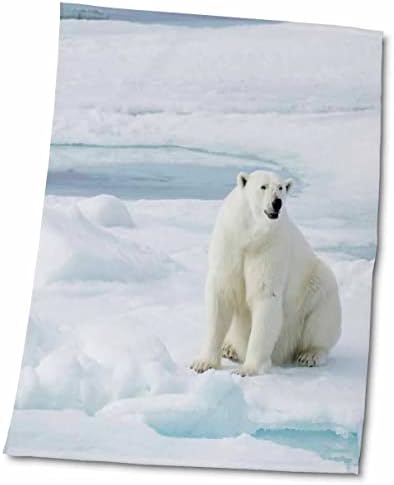 3drose Норвешка, Свалбард, пакет мраз, женска поларна мечка, Урсус Маритимус. - крпи