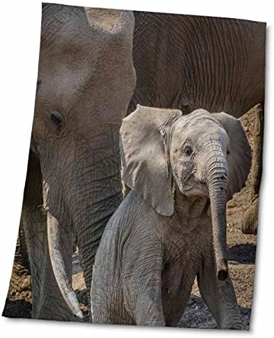 3drose африкански слонови, резерва Машату, Боцвана - крпи
