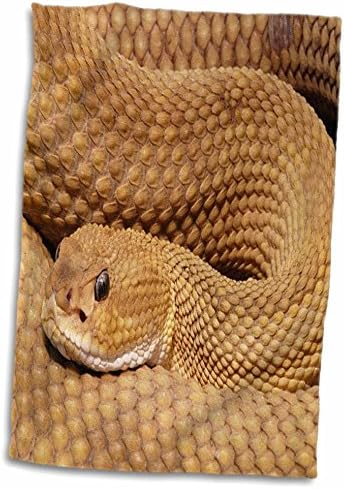 3drose florene природа и животни - Rattlesnake Closeup - крпи